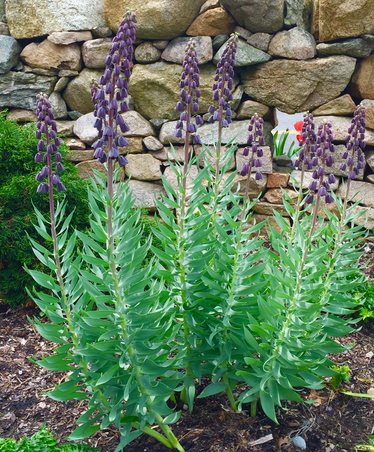 Fritillaria persica at Avant Gardens
