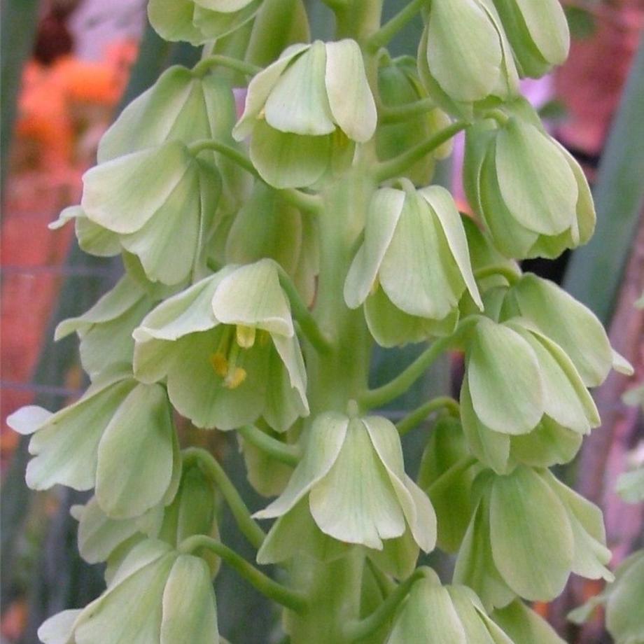 A Fritillaria persica alba has soft white blossoms.