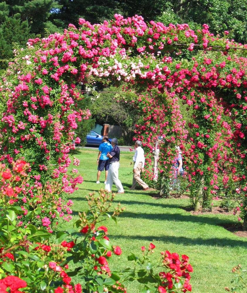 Roses Bloom At Elizabeth Park Enchanted Gardens