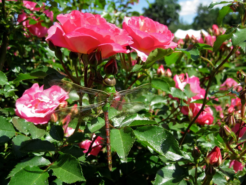 Elizabeth_Park,_Hartford,_CT_-_rose_garden_1.jpg