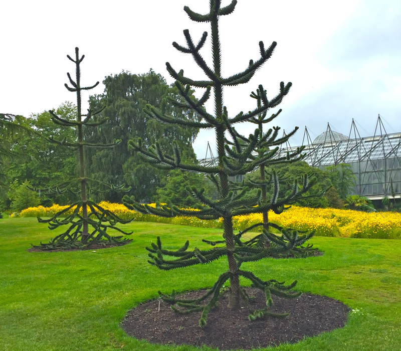 Young monkey puzzle trees in the Biodiversity Garden which illustrates the evolution of plants.