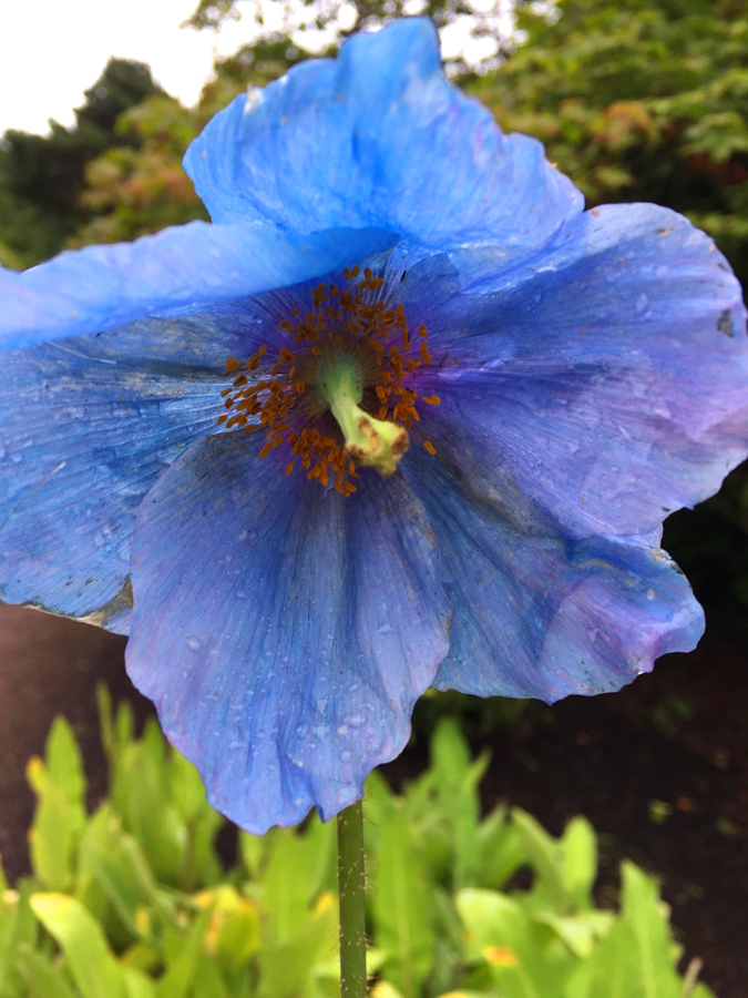 Himalayan poppy (Meconopsis grandis) is popular in Scotland and grows to 4' with beautiful sky-blue flowers in June.