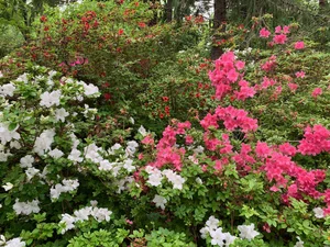 Kinney Azalea Gardens: Rhode Island’s Hidden Gem — Enchanted Gardens