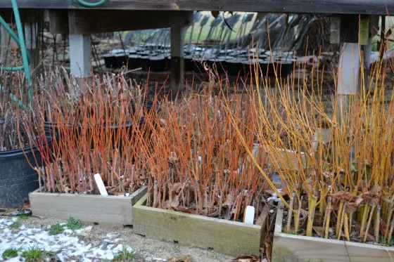 mike's backyard nursery