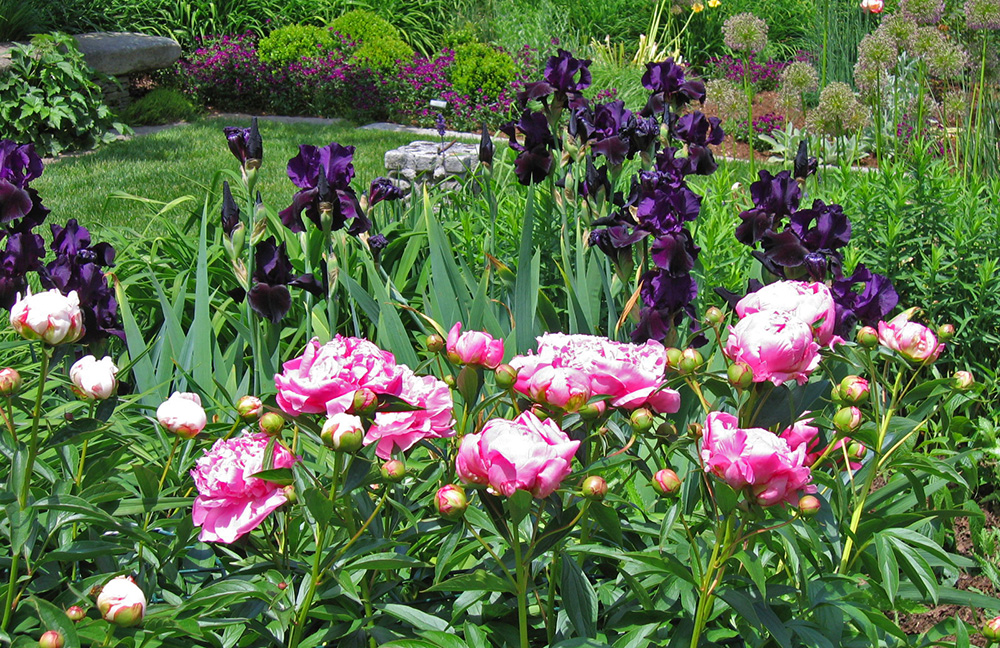 Peony Partners — Enchanted Gardens