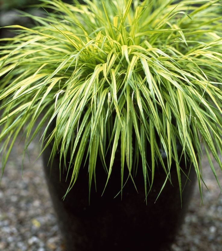87f43e65ec7a4b9dad9e44b1a75ba36f--terrace-garden-garden-planters.jpg