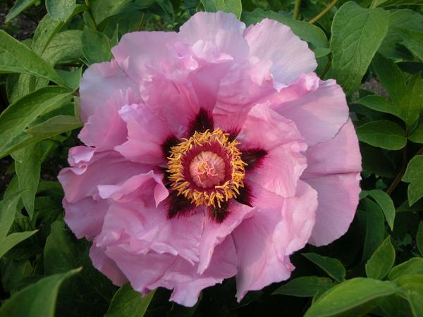 peony_heaven_blue_lotus_grande.jpg