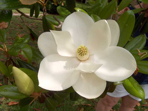 Magnolia_Close_600.jpg