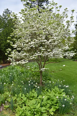 Bamboo Brook—a Beaux Arts Beauty — Enchanted Gardens