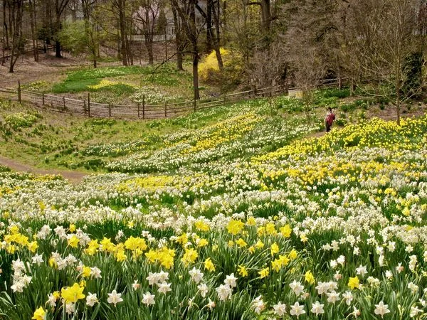Reeves-Reed Arboretum