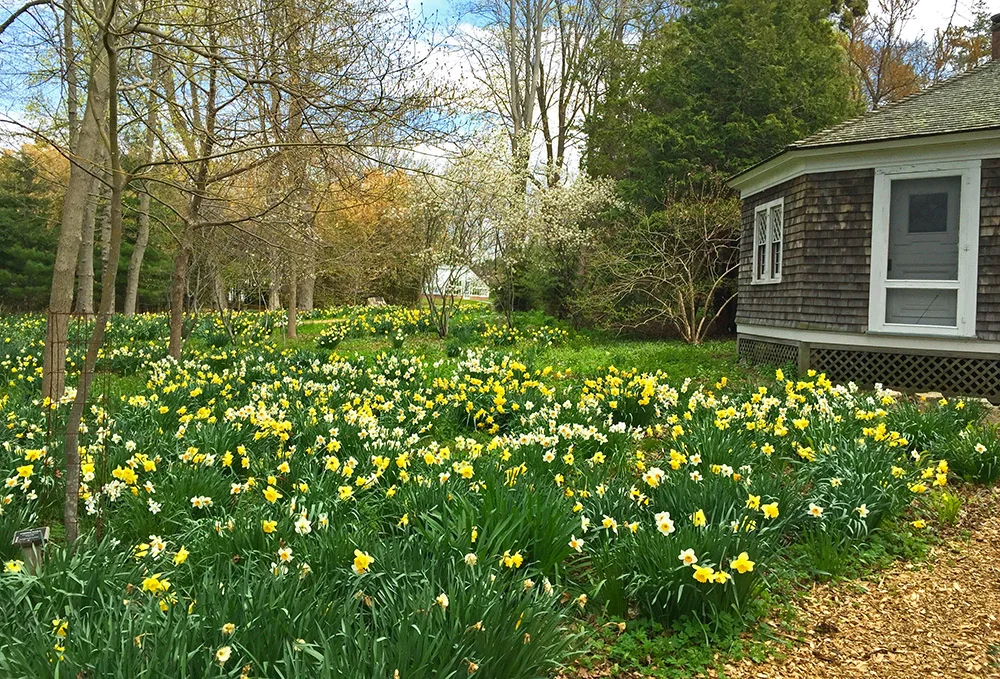 Blithewold Daffodil Days