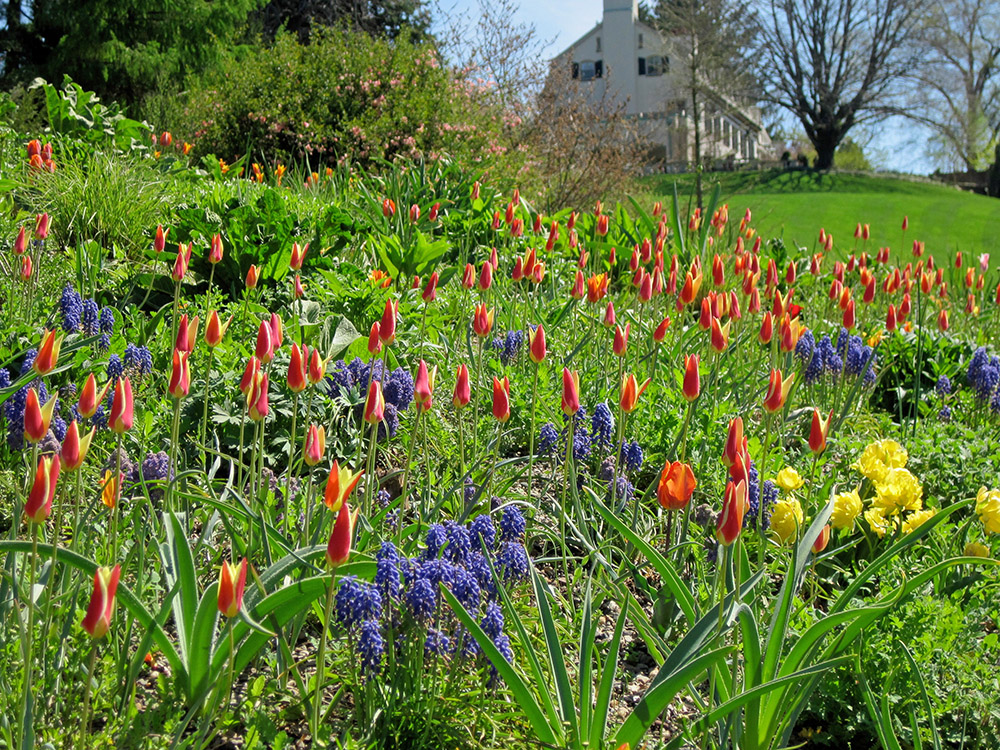 Chanticleer