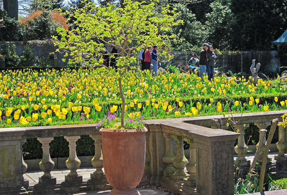 Chanticleer