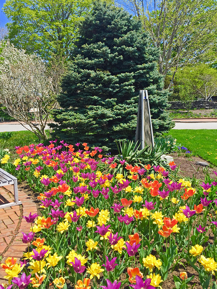 Best Spring Bulb Displays In The, Hauck Landscaping Framingham Ma