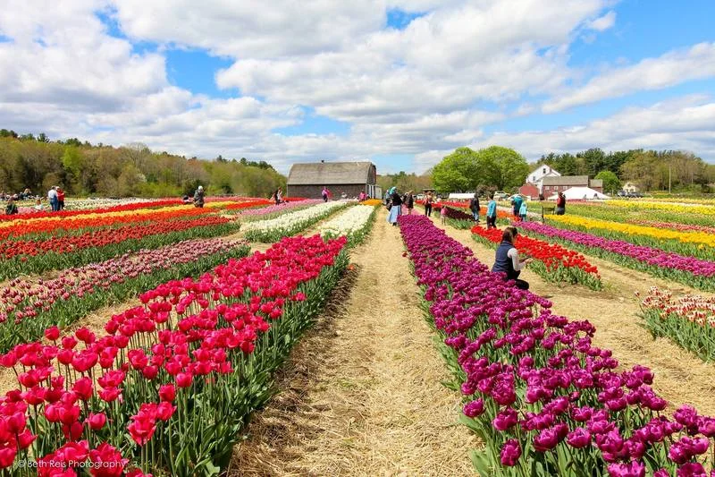 Wicked Tulips (photo by Beth Reis)