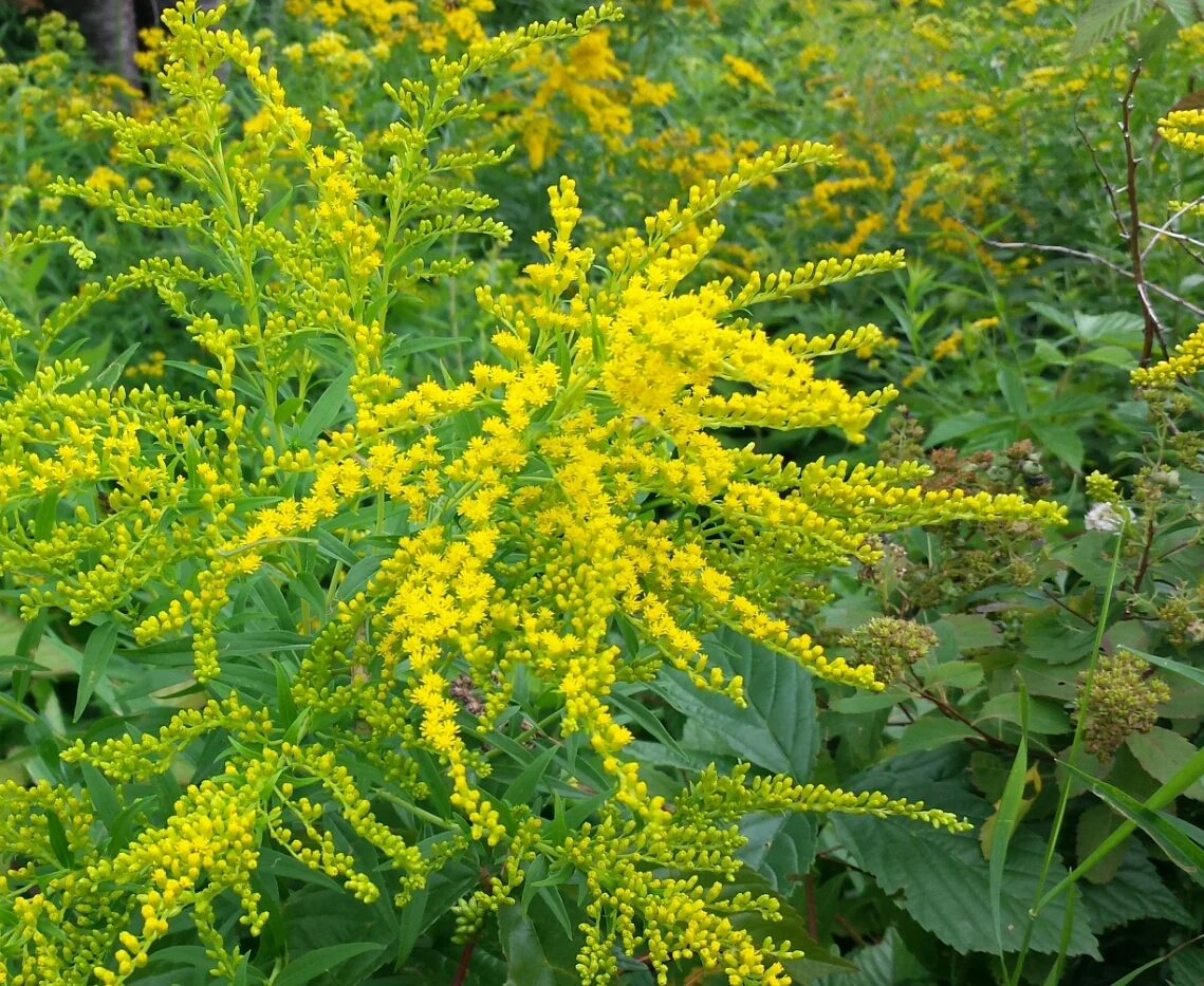 goldenrod.png