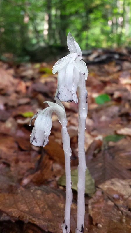 Indian pipe small.jpg