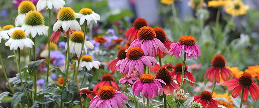 10 Terrific Seed Companies For 2020 Enchanted Gardens