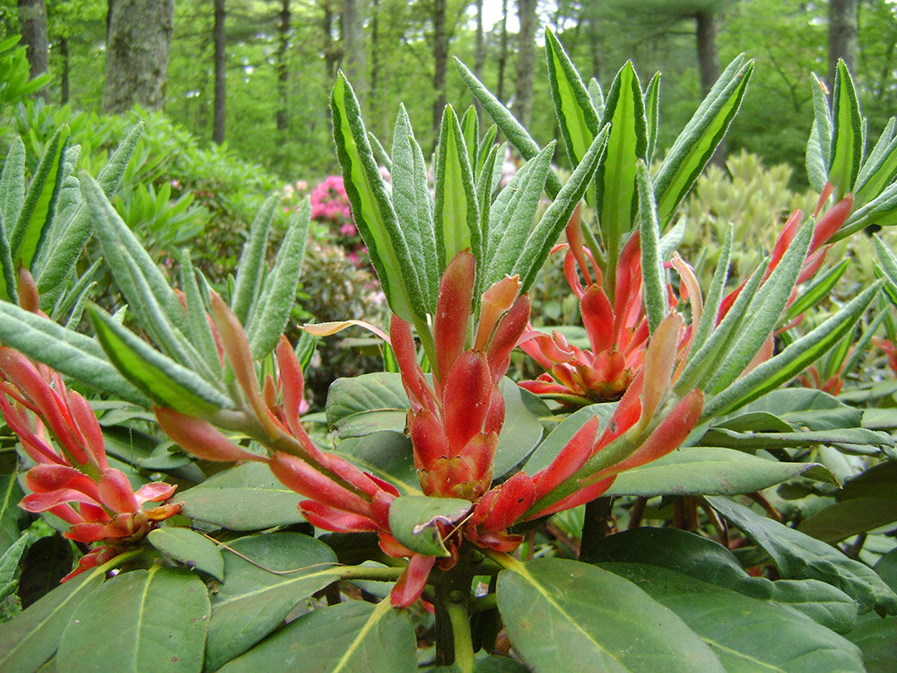 1 Foliage Bracts, (yak x lacteum) x (yak x macabeanum) 2017.22.JPG