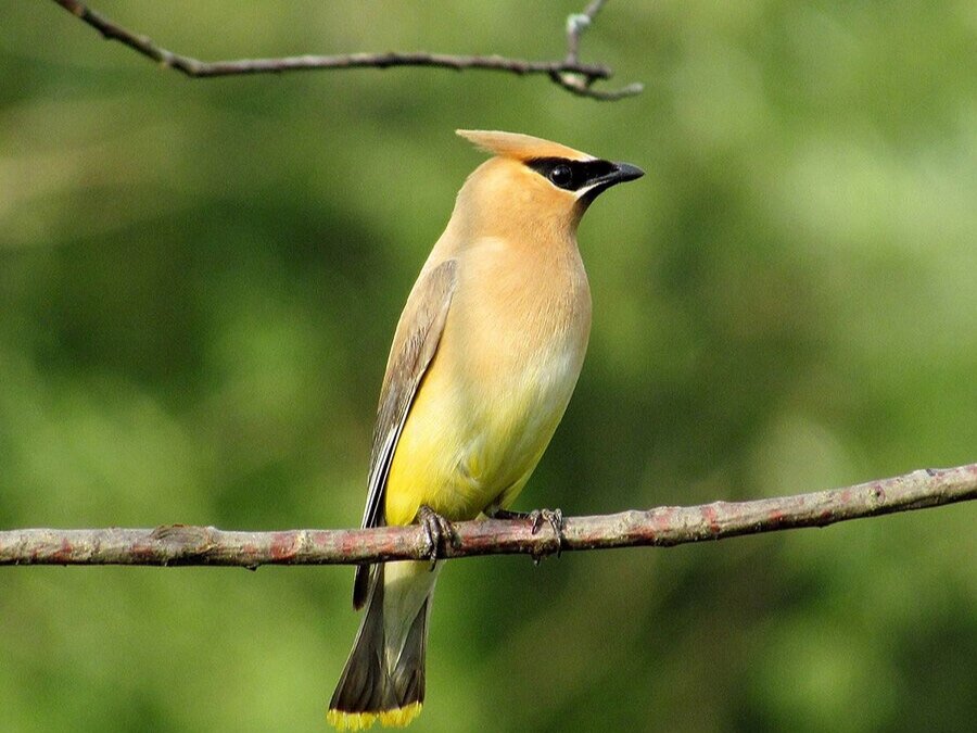 1200px-Cedar_Waxwing_August_14_2012_Newfoundland_PA.jpg