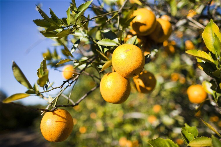 170908-florida-oranges-mn-1600_a2e065b2110dd1ecce48812a56aa2939.fit-760w.jpg
