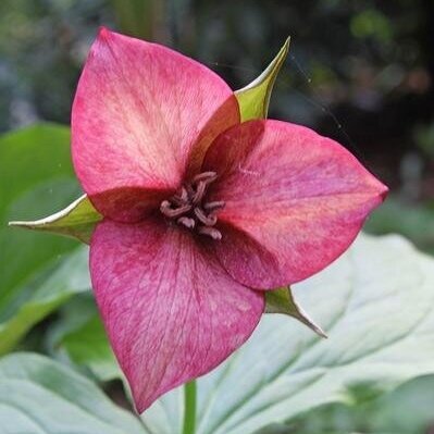 Trillium-flexatum-dark-pink-form.i-12909.s-64985.r-1_400x.progressive.jpg