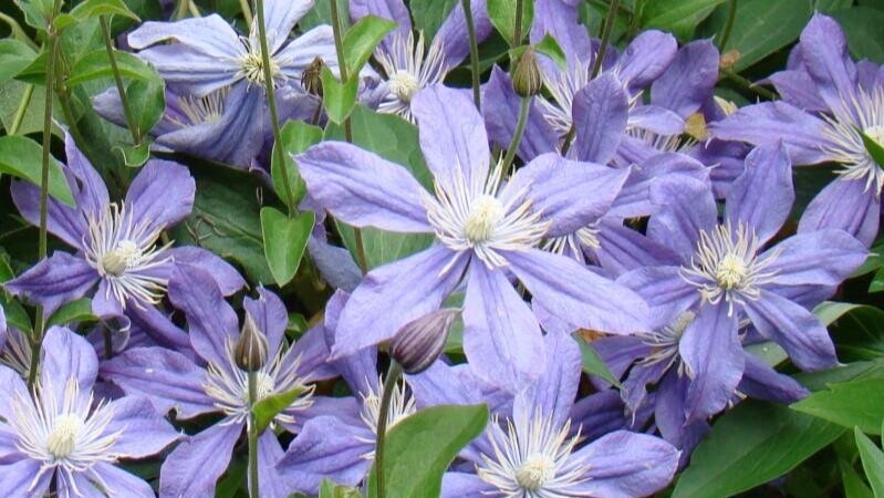 clematis_arabella_ground_cover_1_800x.jpg