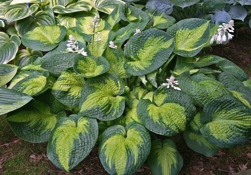 Brother-Stefan-Hosta-6__77783.1511877796.jpg
