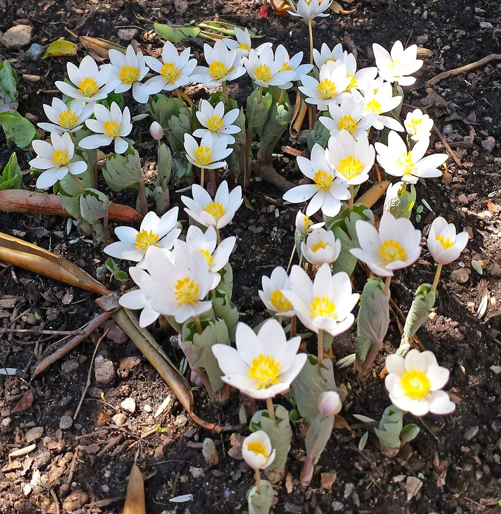 Blog Enchanted Gardens