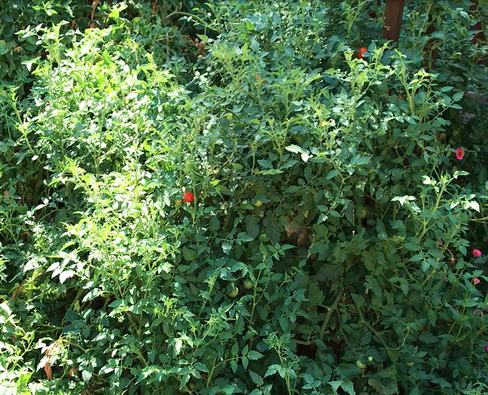 tomato-trial-drought-with-biochar-1.png