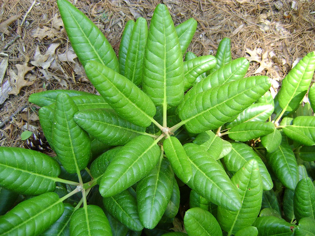 brachycarpum x rex, closeup corrugated2.JPG