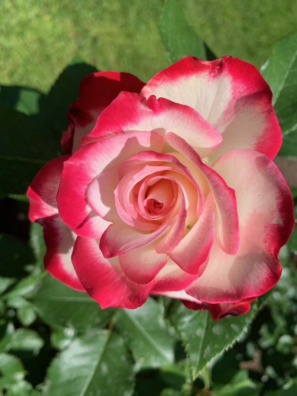 NEW ORIENTAL BAMBOO RED WALL FAN  PINK & WHITE CHERRY FLOWERS SCENE 60" X 35" 