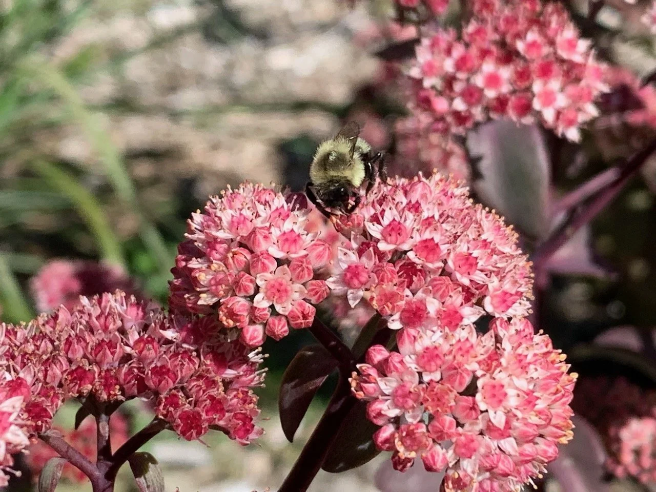 Fabulous Fall Gardens — Enchanted Gardens