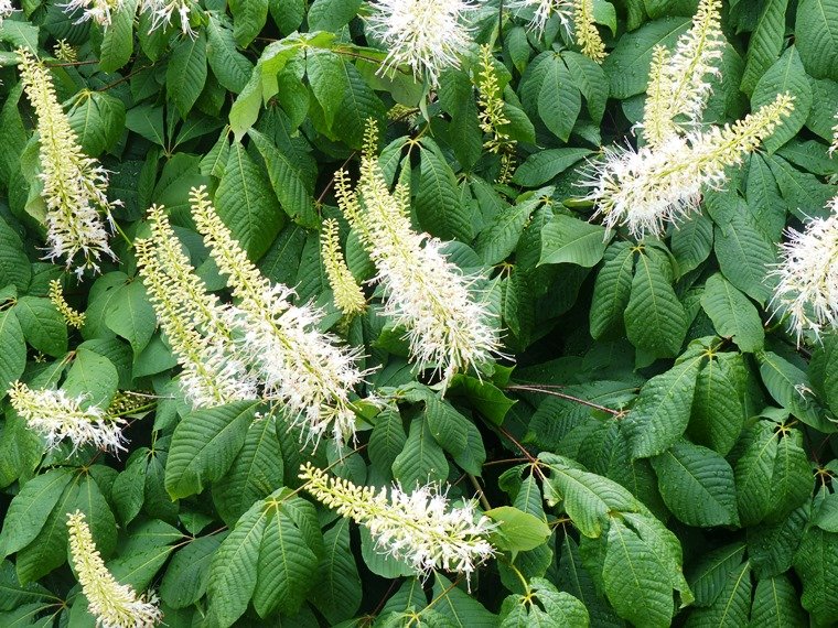 buckeye bottlebrush  S 1 Fisher 6-27-13_0.jpg