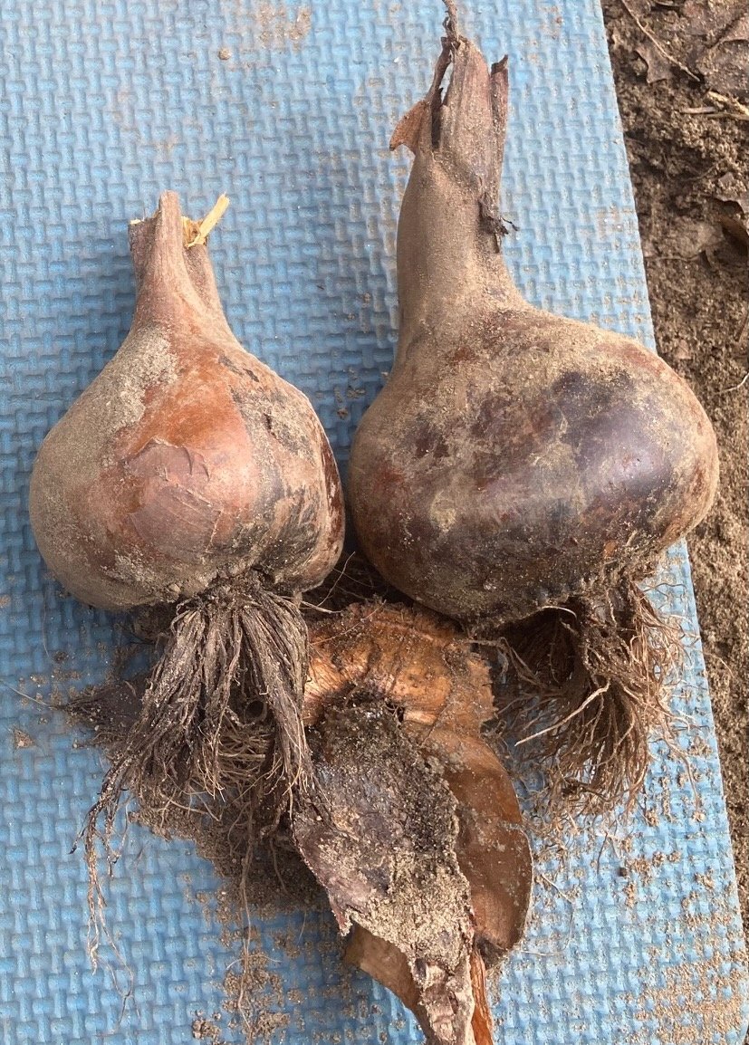 4 Wafer of last years corm between two new ones at bottom right (1).jpeg