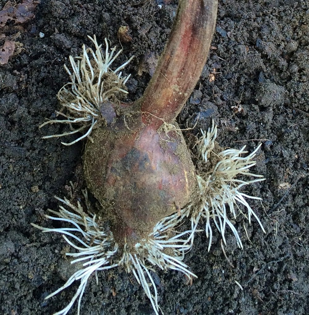 5 Corms making roots.Bottom corm will produce three new ones (1).jpeg