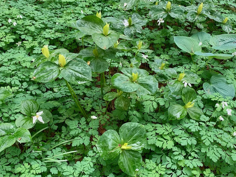 Clark Garden (7).jpeg