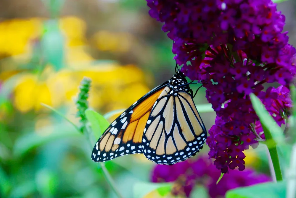 DSC_0160.jpg.webp