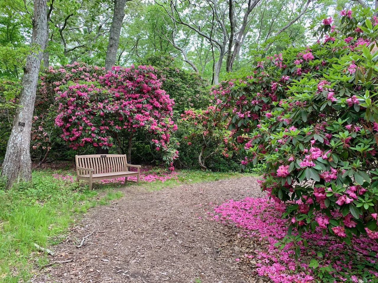 Big Rhodys — Enchanted Gardens