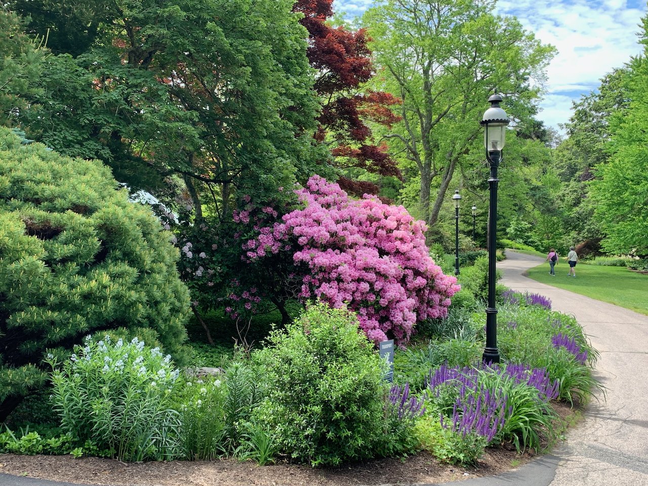 Enhance Your Outdoor Space with Pink Coral 3/4 Screened Landscape Rock