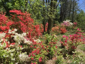 Kinney Azalea Gardens: Rhode Island’s Hidden Gem — Enchanted Gardens