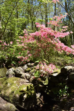 Kinney Azalea Gardens: Rhode Island’s Hidden Gem — Enchanted Gardens
