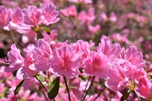 Kinney Azalea Gardens: Rhode Island’s Hidden Gem — Enchanted Gardens