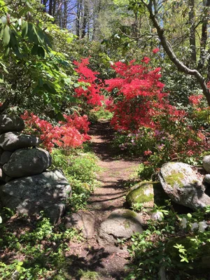 Kinney Azalea Gardens: Rhode Island’s Hidden Gem — Enchanted Gardens