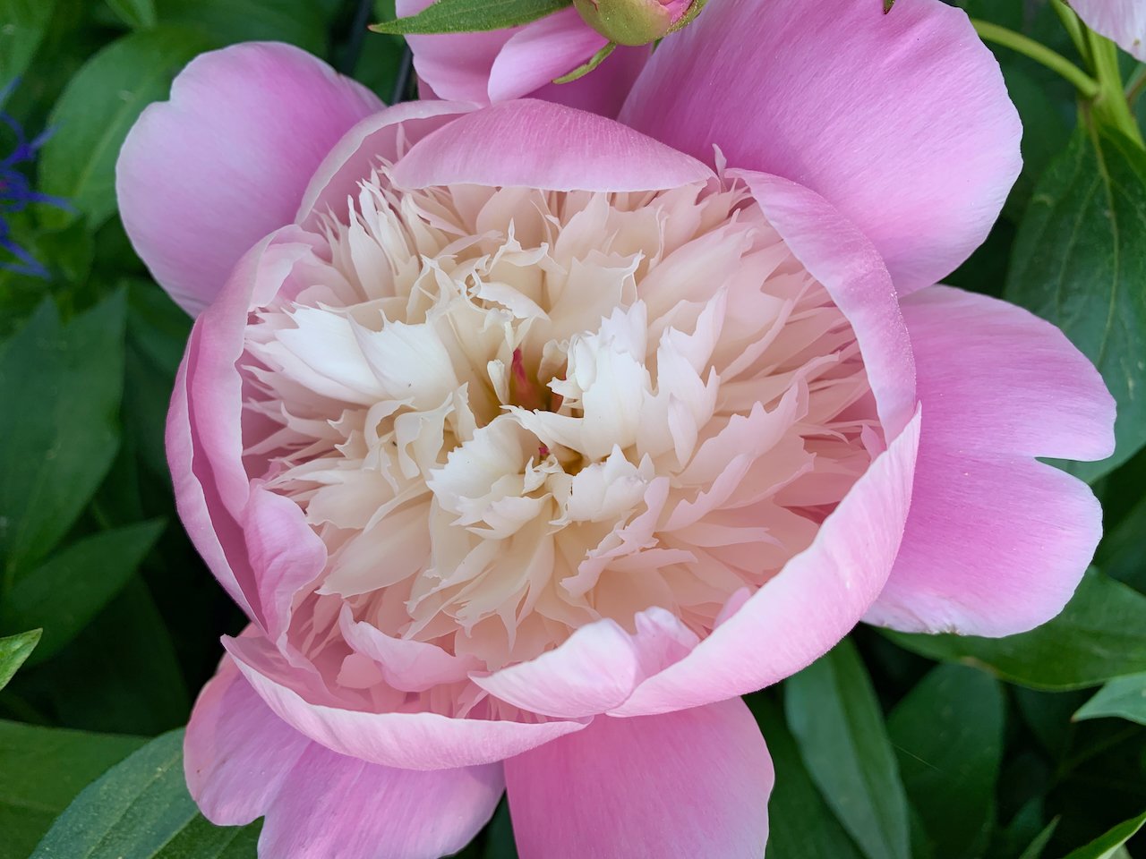 Plant science at the dinner table: peaches - 4-H Plants, Soils & Gardening