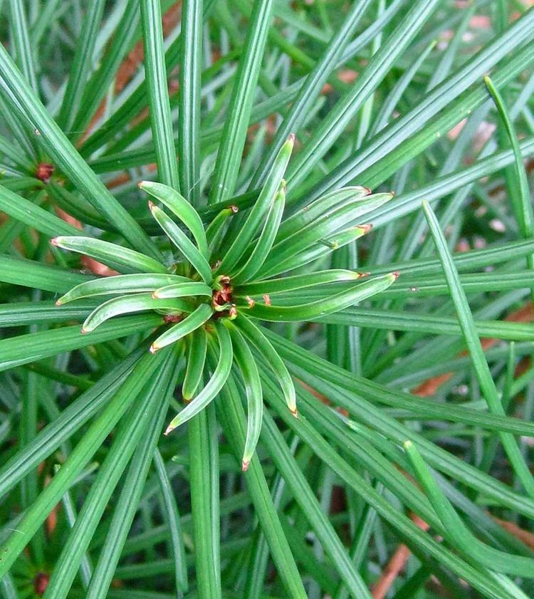 Japanese Umbrella Pine A Living Fossil for the Winter Garden