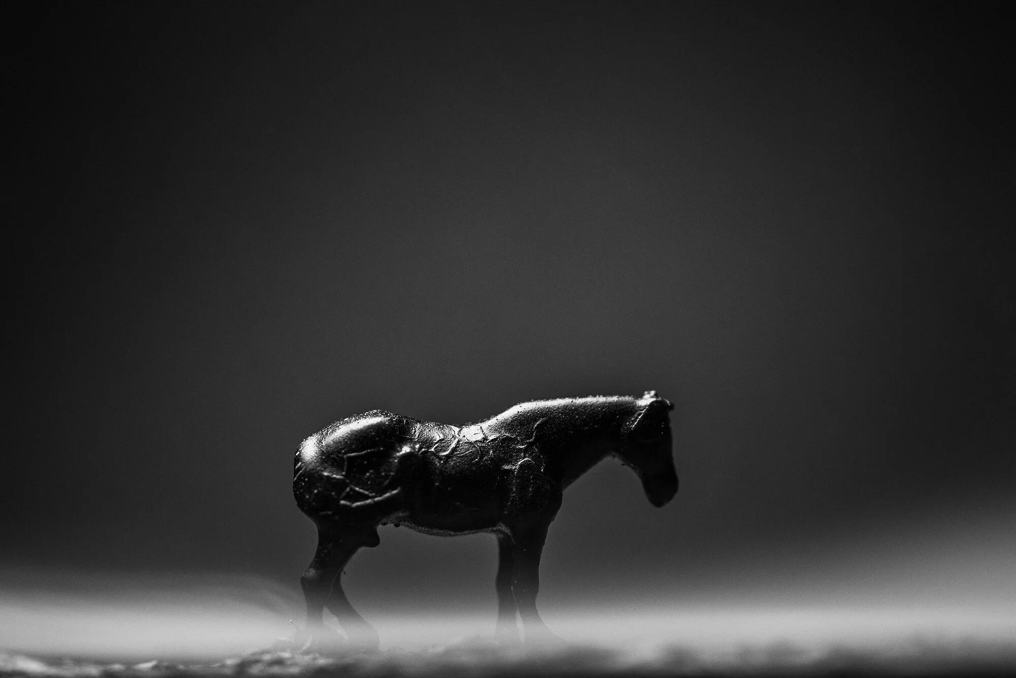 HorseFog.jpg