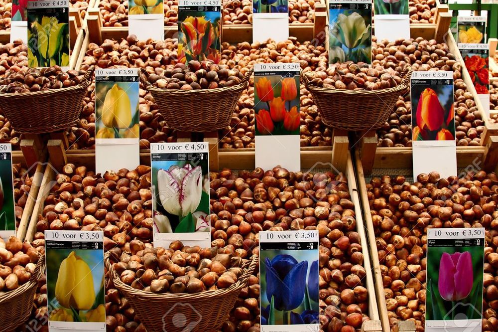 flower-market-tulip-bulbs-in-Amsterdam.jpg
