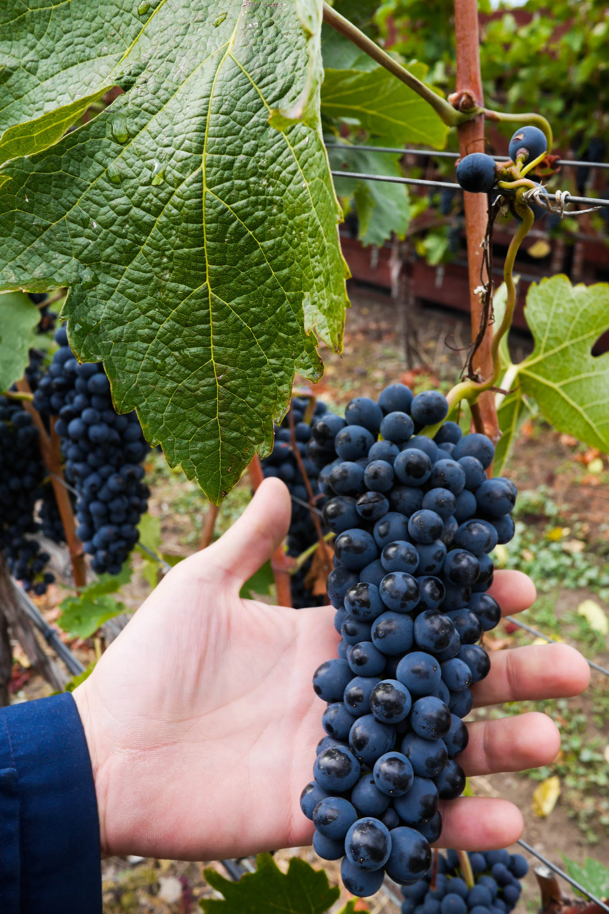 Rape grapes at lovely Nichol Vineyard