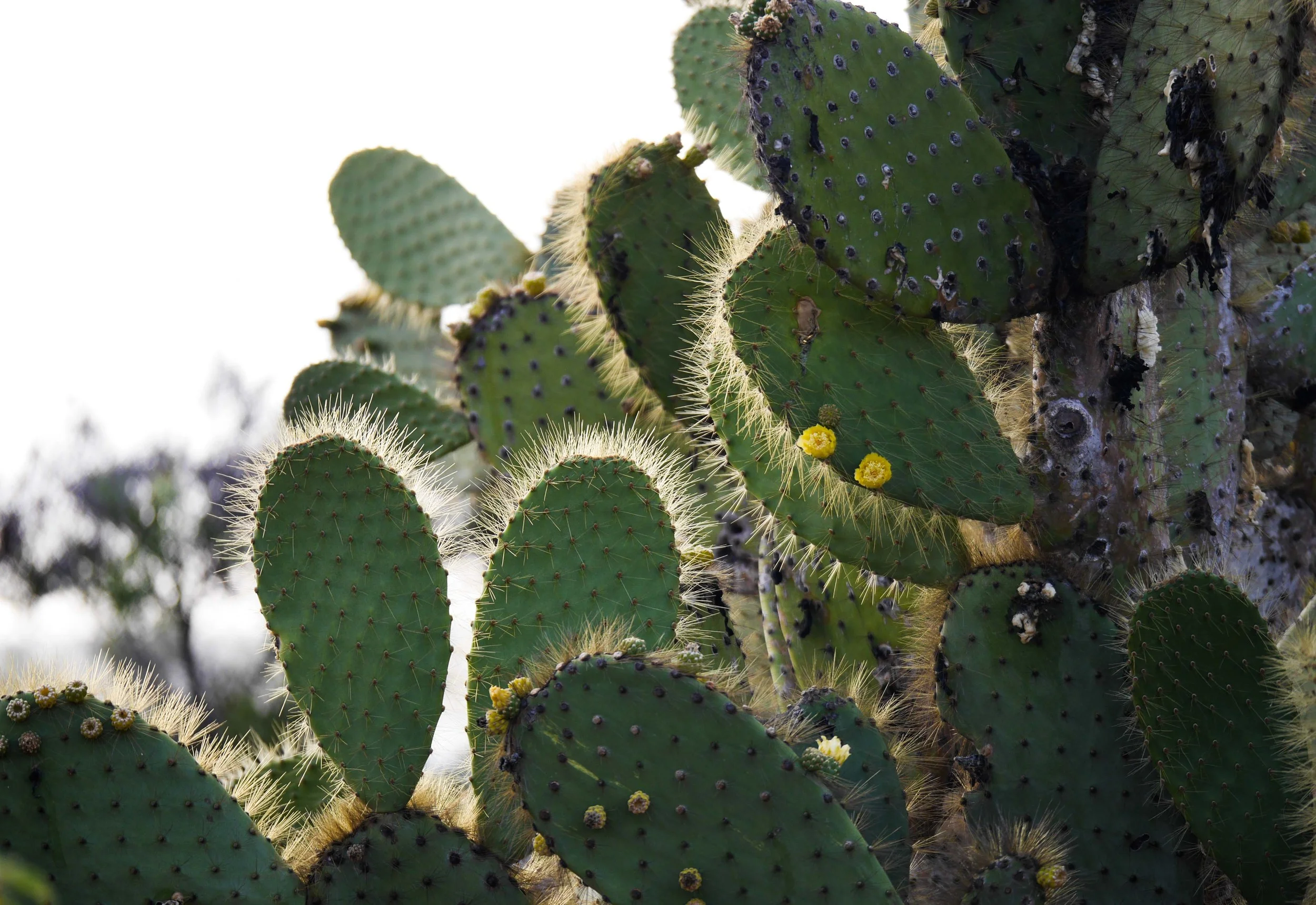 Galapagos Adventures